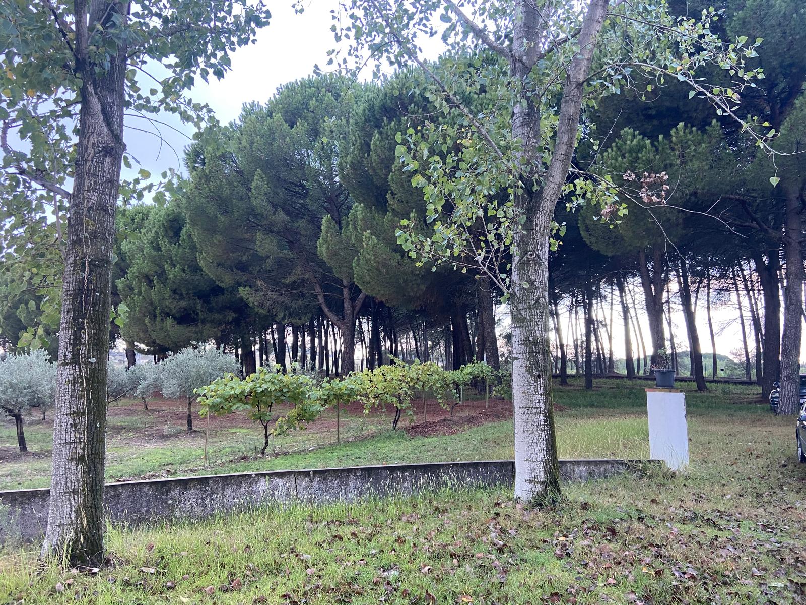 Finca privada de Rachicor